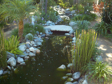 Pond Before